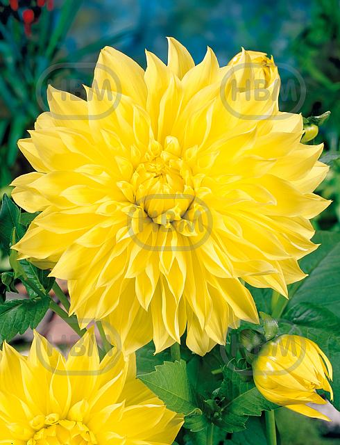 Decoratieve American Sun