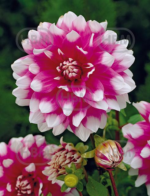 Decoratieve Priceless Pink