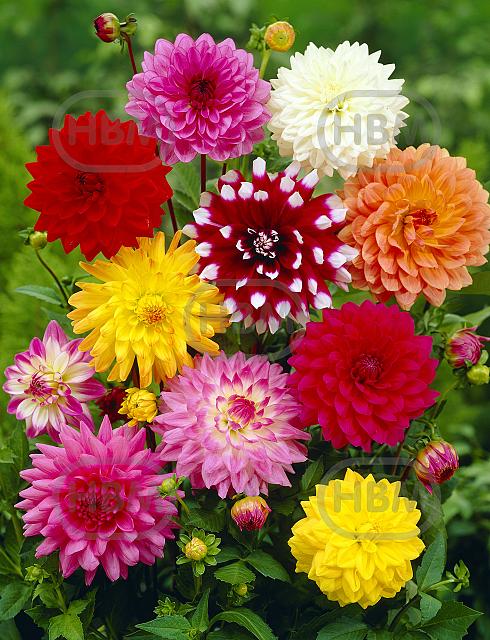 Decoratieve Mix