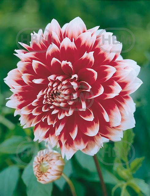 Fimbriated  Red and White Fubuki