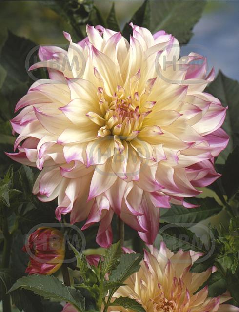 Decoratieve Ferncliff Illusion
