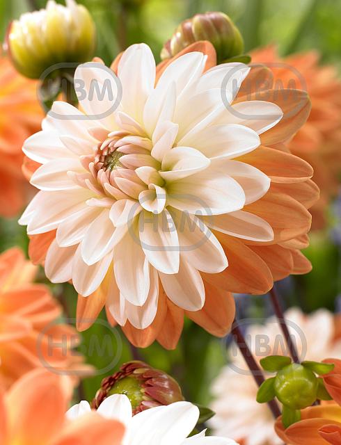 Decoratieve Coupe De Soleil