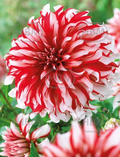 Decoratieve Penny Lane