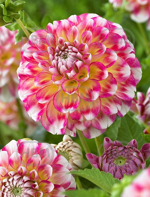 Decoratieve Hawaii NL