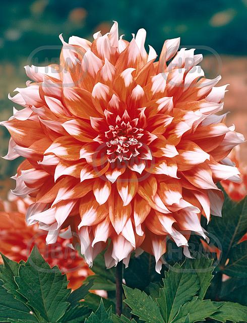 Decoratieve Holland Festival