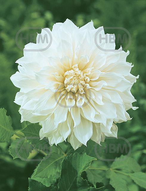 Decoratieve Fleurel