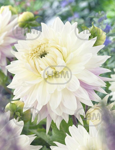 Decoratieve Kiev