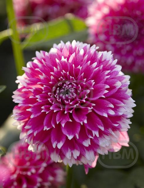 Decoratieve Fuzzy Wuzzy