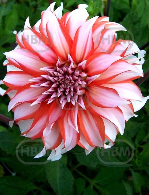 Decoratieve Dolly H