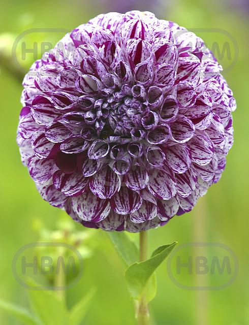 Decoratieve Marble Ball
