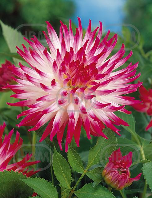 Cactus Dutch Explosion