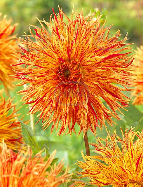 Fimbriated  Rejmans Firecracker