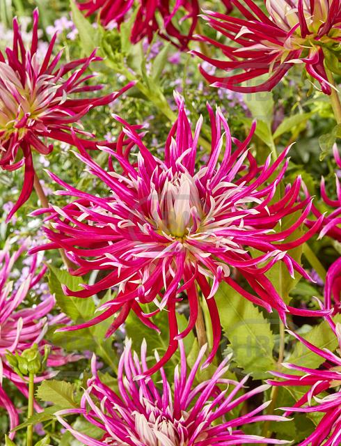 Cactus Hollyhill SpiderWoman
