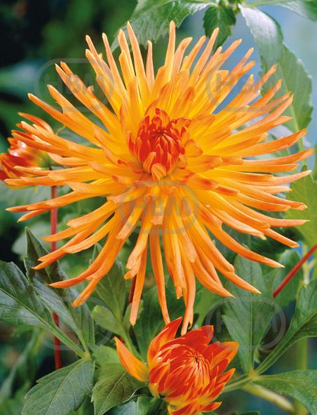 Cactus Gold Crown