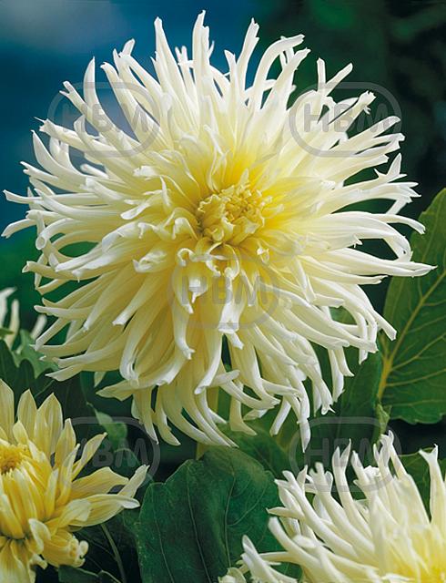 Cactus White Star