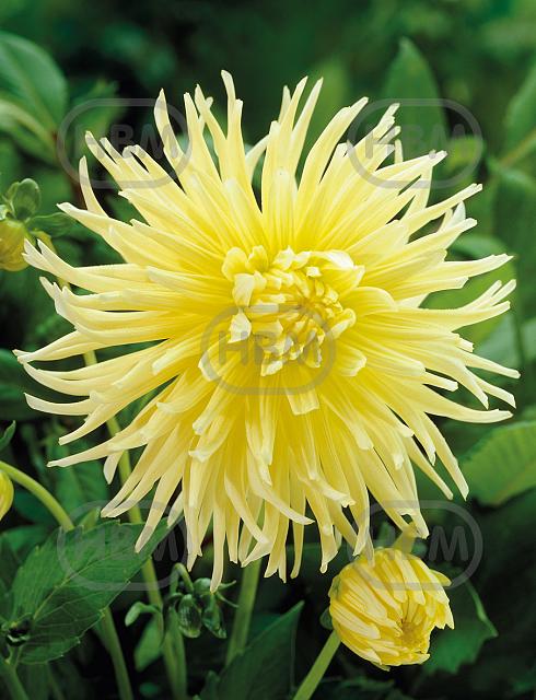 Semi-Cactus Yellow Star