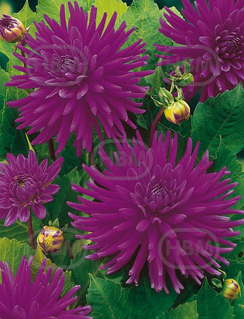 Cactus Purple Gem
