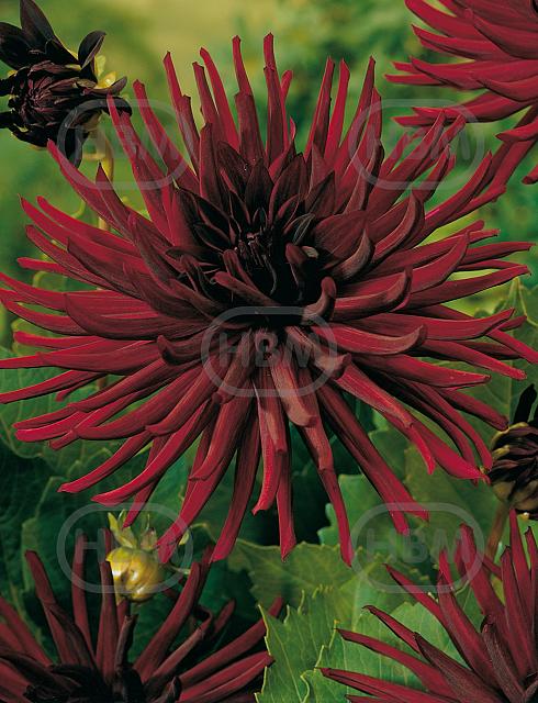 Cactus Nuit D'Ete