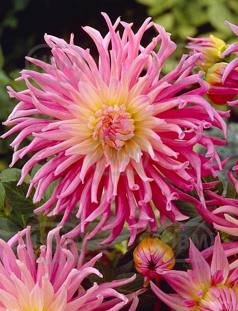 Cactus Stars Favourite