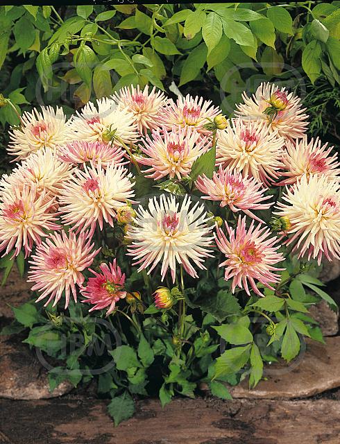 Cactus Stars Lady