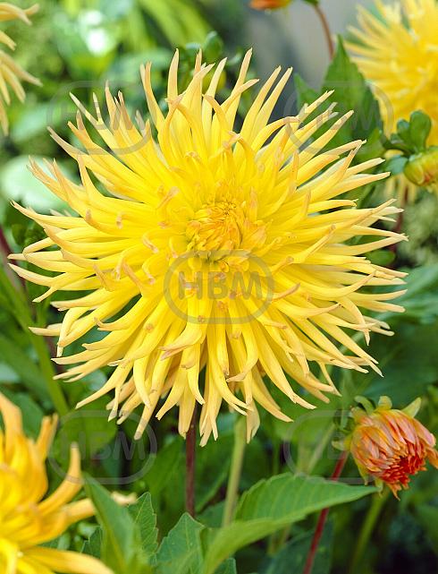 Cactus Star Spectacle