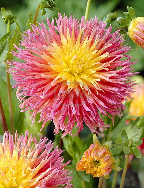 Semi-Cactus Fringed Star