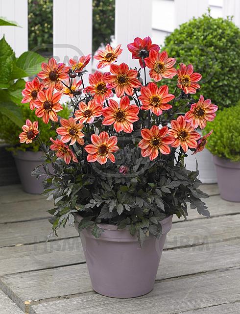 Single flowering Happy Days Red Flame