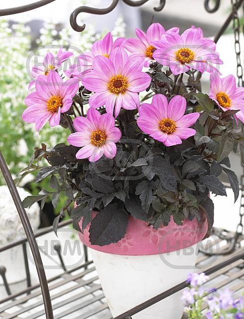 Single flowering Happy Days Pink
