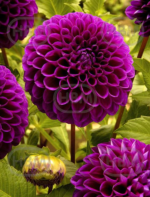 Ball  Boom Boom Purple