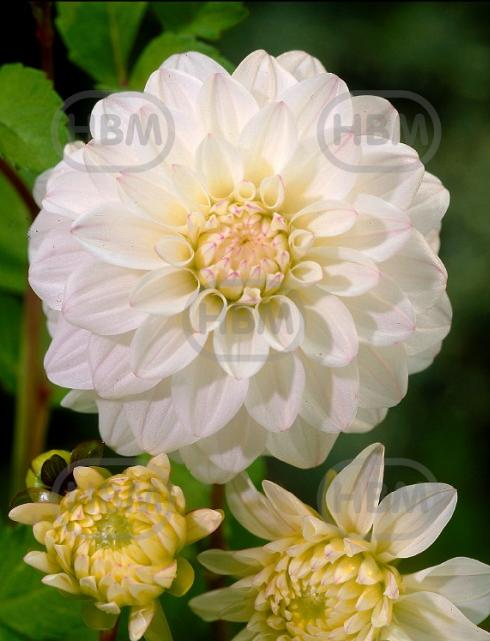 Decoratieve Belinda