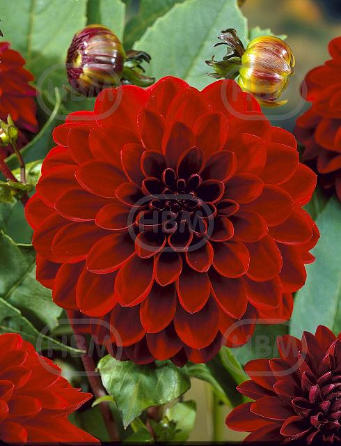 Decoratieve Black Barbara