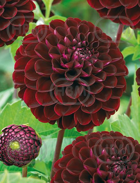 Decoratieve Dark Spirit