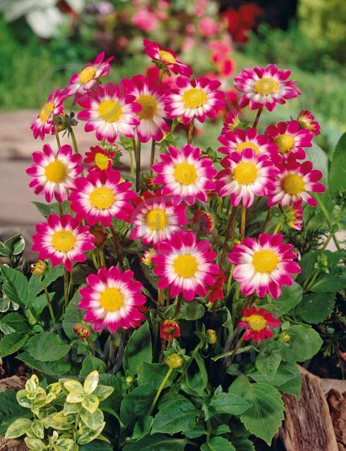 Topmix Sweetheart