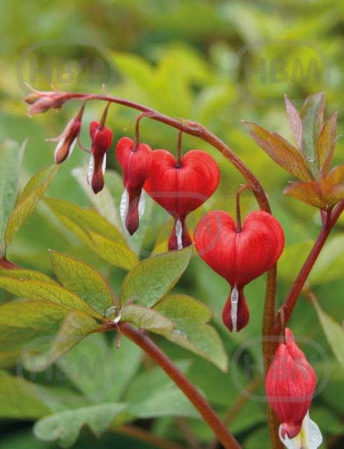 Spectabilis  Valentine