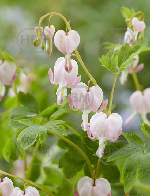 Spectabilis Cupid