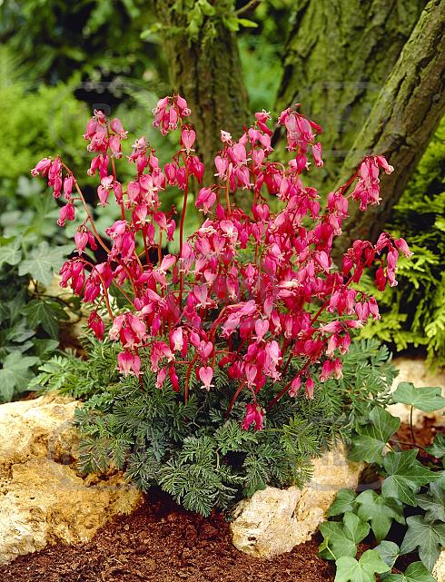Formosa Luxuriant
