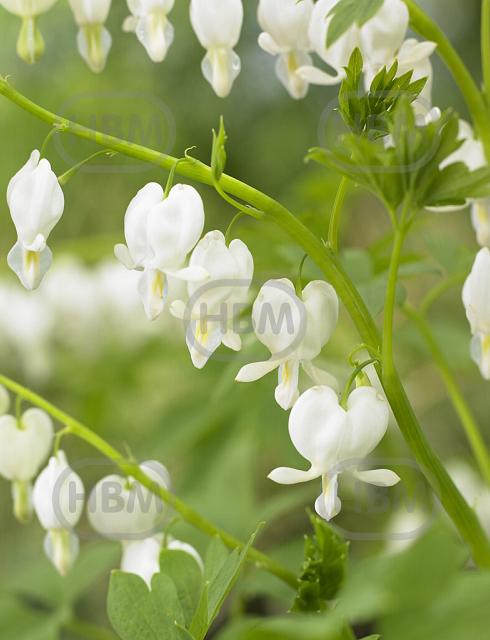 Spectabilis Alba