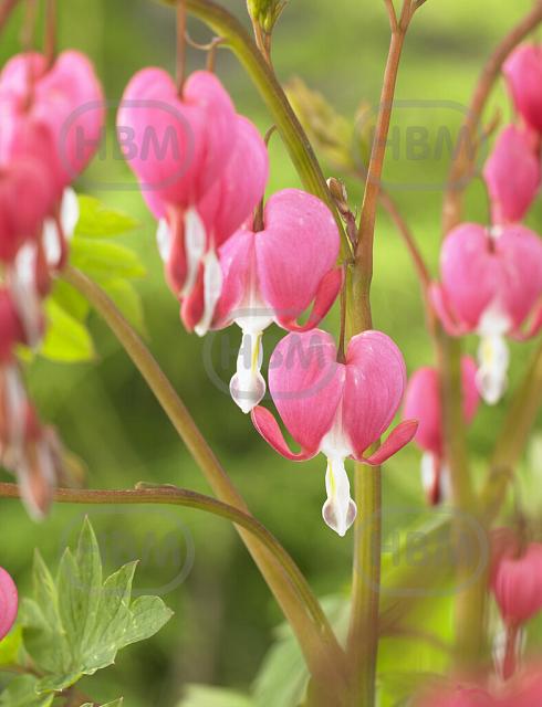 Spectabilis