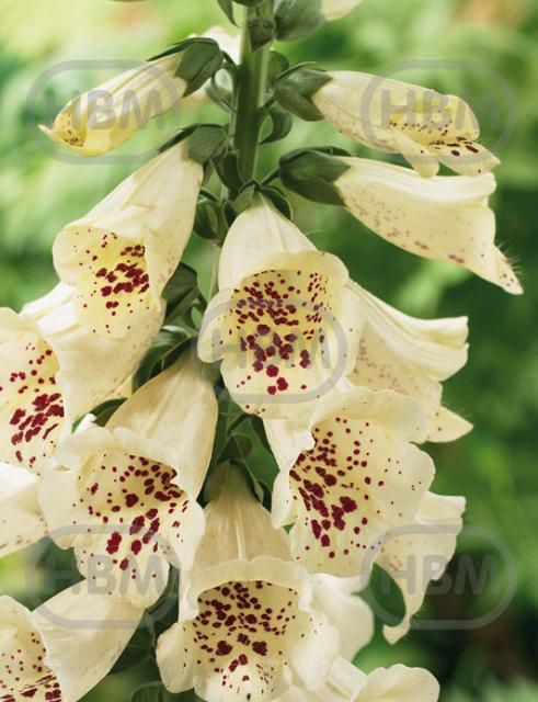 purpurea  Camelot Cream