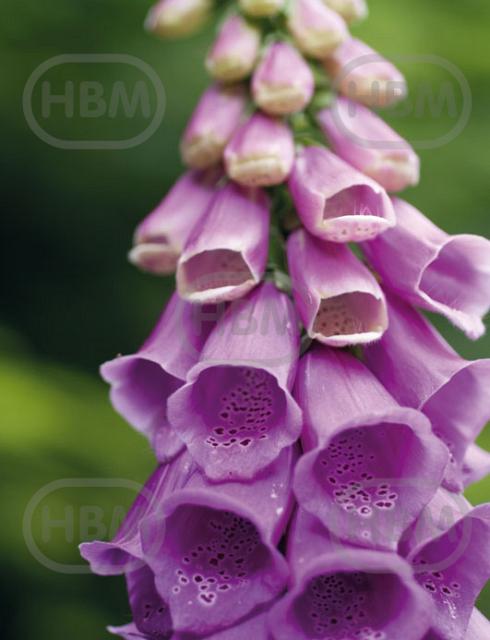 purpurea  Camelot Lavender