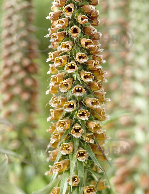 parviflora  Milk Chocolata
