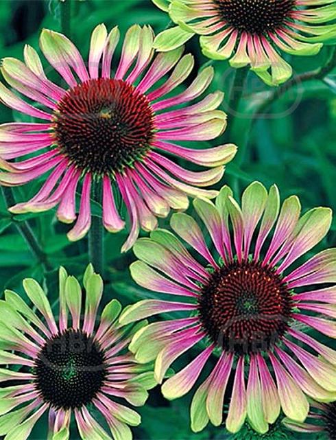 Purpurea Green Twister