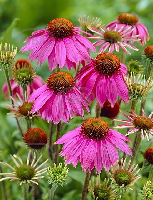 Purpurea