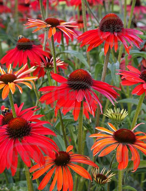 Purpurea Red