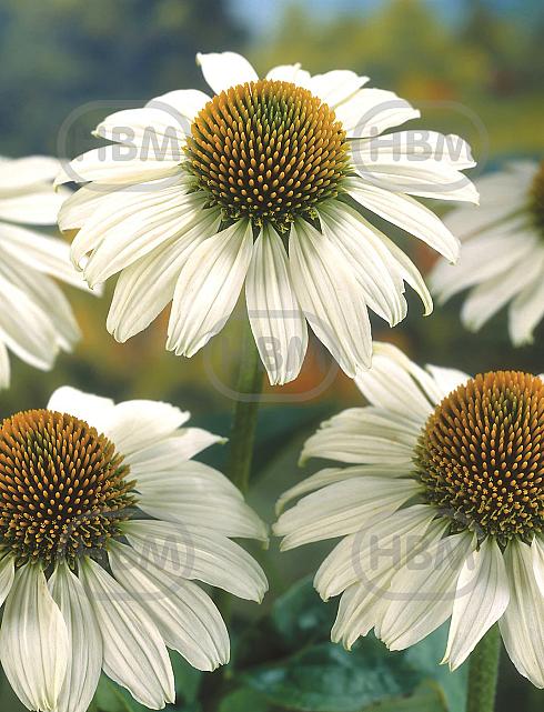 Purpurea White Swan