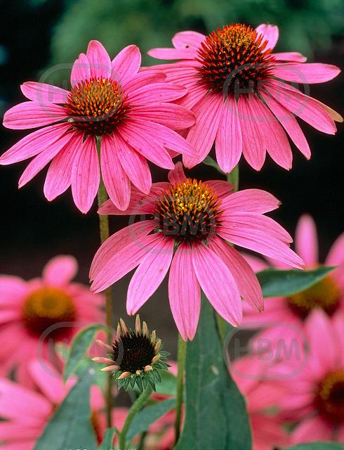 Purpurea Magnus