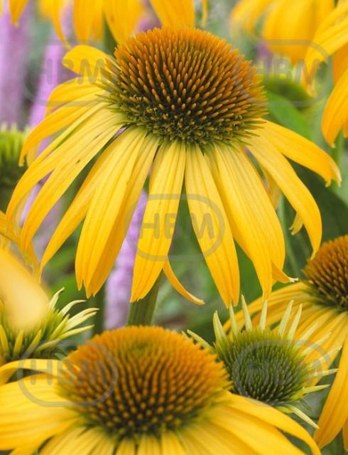 Purpurea Yellow