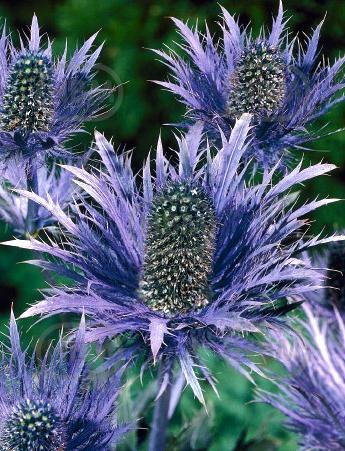 alpinum  Blue Star