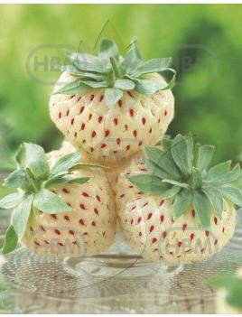 Pinebery