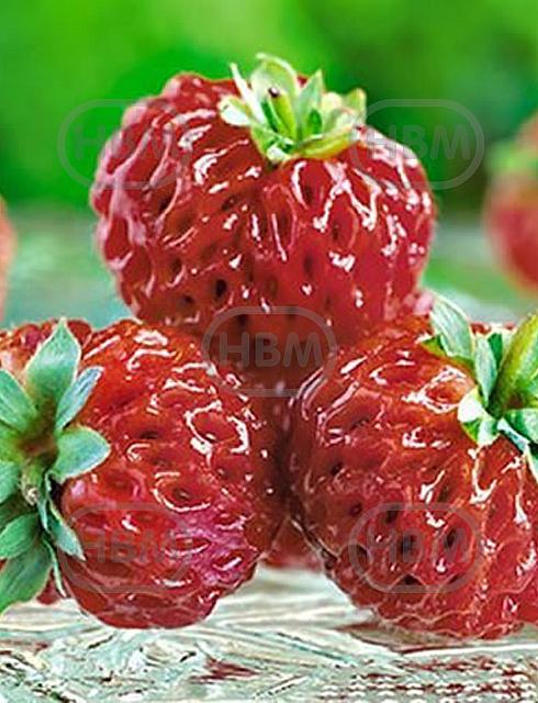 X Ananassa Framberry